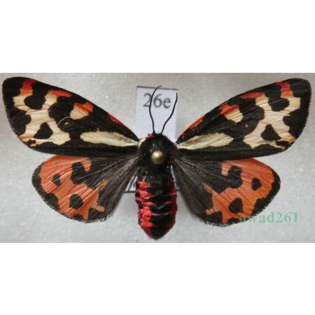 Parasemia plantaginis (Linnaeus, 1758) female Niedźwiedziówka babkówka, misiówka czwórka Poland26e